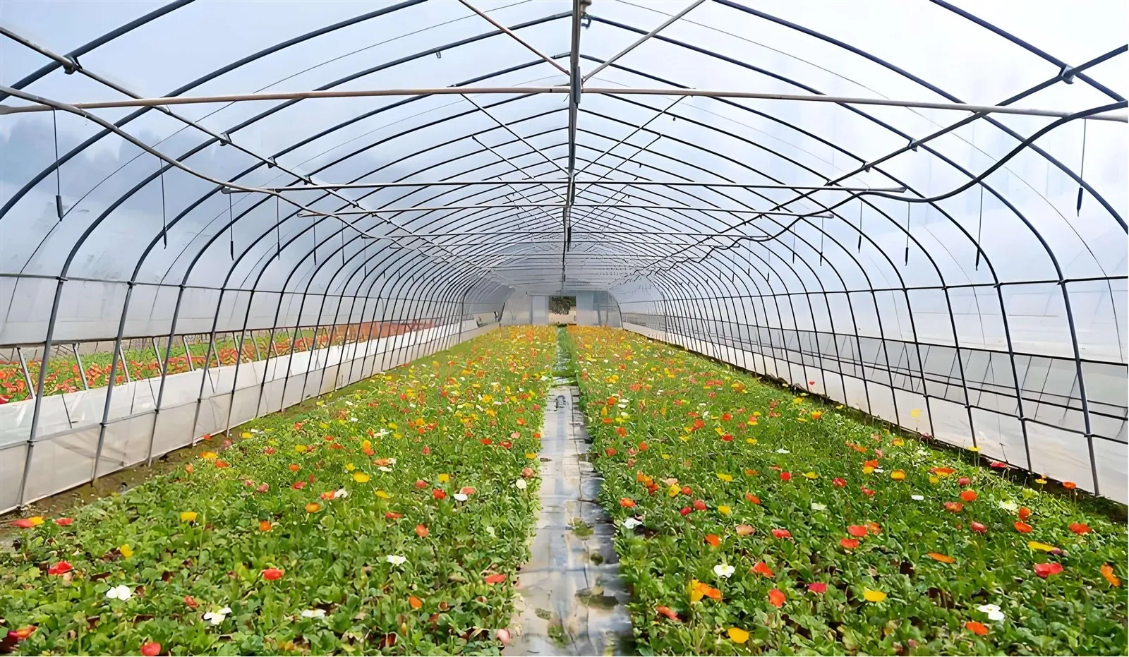 greenhouse film greenhouse film